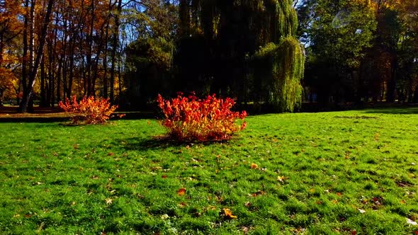 Aerial drone view of a flying in the autumn park. alt