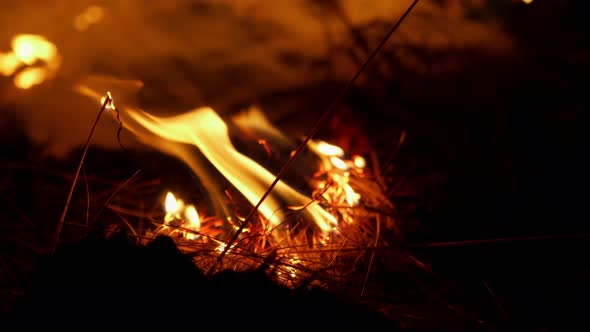 Forest fire. Fire destroys trees and forest animals. Plane crash fire alt