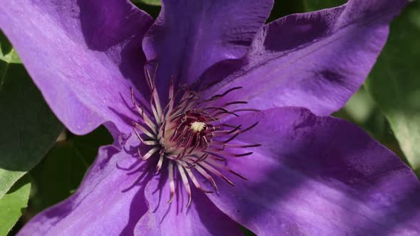 Slow motion  of Clematis Jackmanii Superba flower on vines 1080p FullHD footage - Stamen and petals  alt