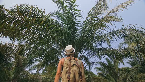 Woman Tourist with Plait Walks Looking Around at Growing Young Trees with Lush Leaves at Oil Palm alt