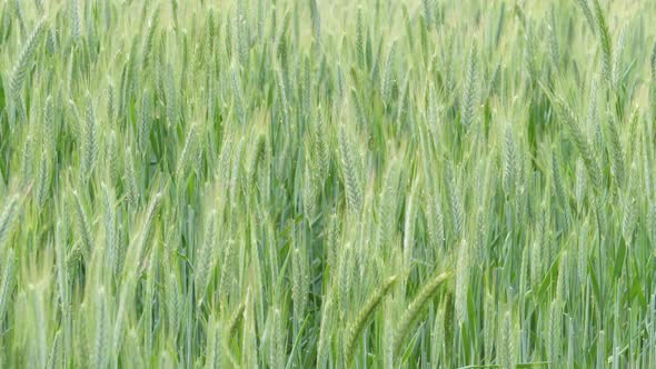 Green field of young barley in Germany alt