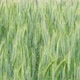 Green field of young barley in Germany - VideoHive Item for Sale