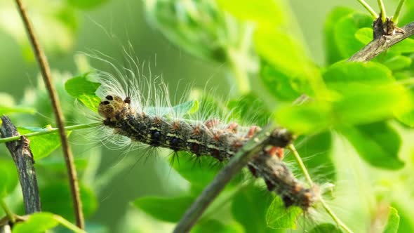Silkworm caterpillar eating leaves