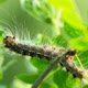 Silkworm caterpillar eating leaves - VideoHive Item for Sale