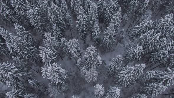 Aerial View of the Winter Forest Down From the Camera Raising to the Horizon alt