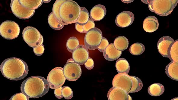 Fat cells multiplying and growing in the human body.
