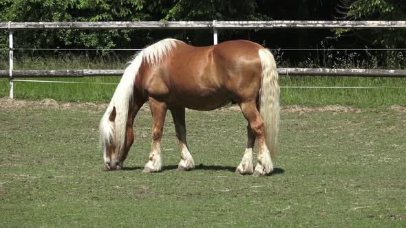 Grazing horse on a green meadows. Portrait of a horse eating