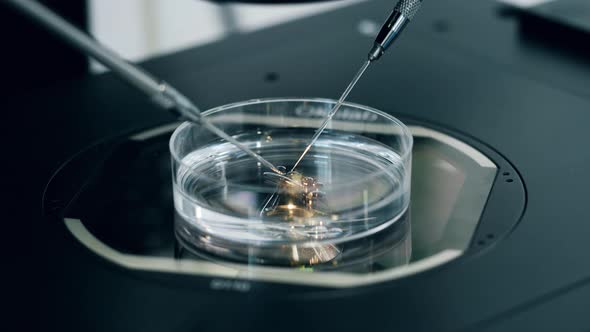 Person Works with Microscope and Cells in Petri alt