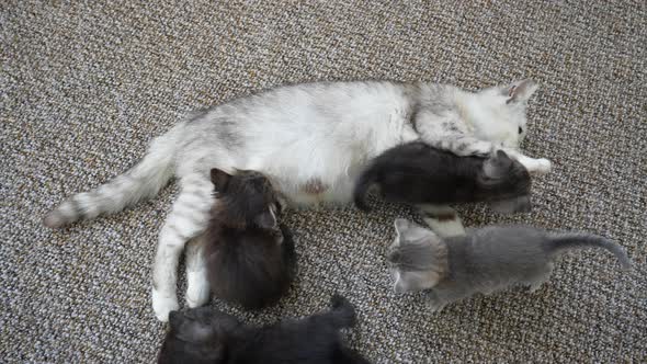 Mom cat next to kittens. Little kittens with mother on the one month of life alt