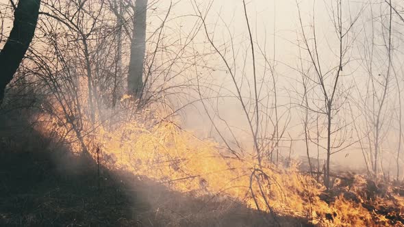 Fire in the Forest Burning Dry Grass Trees Bushes Flame and Smoke Wildfires alt