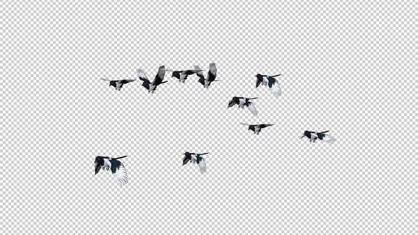 Eurasian Magpie Flock - 10 Birds - Flying Loop - SIde Angle - Alpha Channel