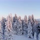 Drone Aerial Fly Above Winter Forest Unveiling Mountain Valley - VideoHive Item for Sale