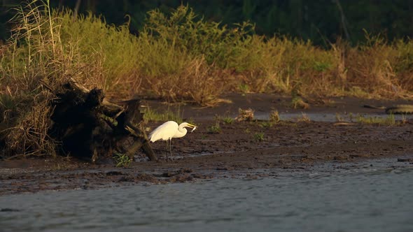 Costa Rica Birds, Great White Heron (Common Large Egret, ardea alba) Eating a Fish, Feeding at the T alt