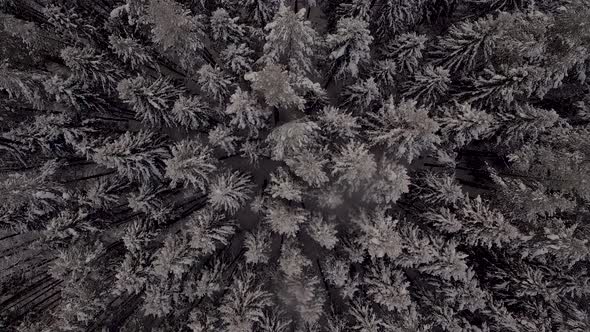 Aerial View of The Dense Forest in The Snow in Winter alt