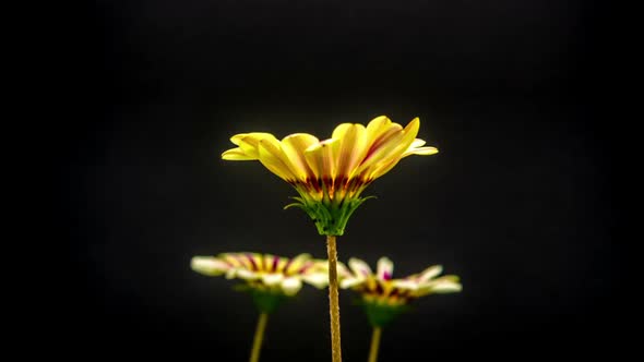Gazania Flower Blossoming 8 alt