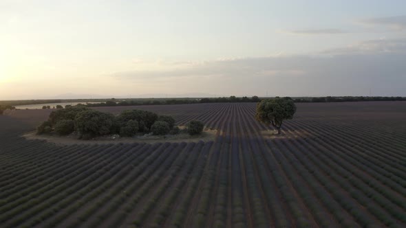 Aerial View of Lavender Fields and Lonely Standing Trees During Sunset Near Brihuega. Spain in the
