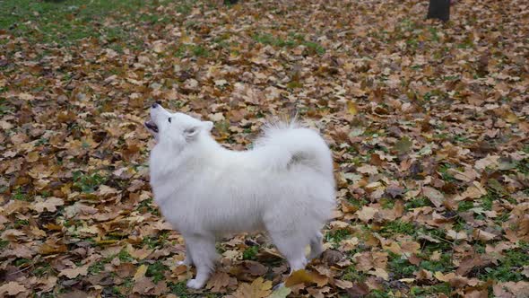 Side View Of A Samoyed Spitz Dog Standing In Full Growth In An Autumn Park On Fallen Leaves By Kinomaster