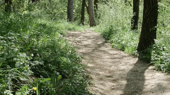 Forest track  leading to beautiful nature establishing 4K 2160p 30fps UHD tilting footage - Trees of alt