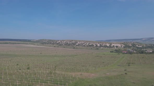 Аerial view of a vineyard in spring in sunny weather in the countryside with road