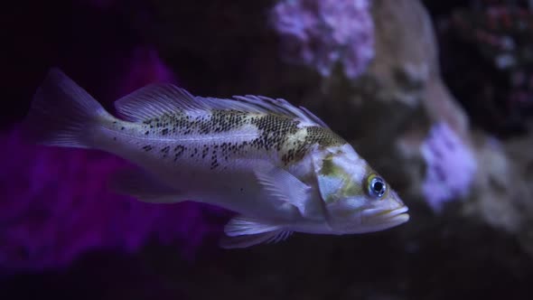 A small young calico rockfish floats peacfully in a dark area near a coral reef alt