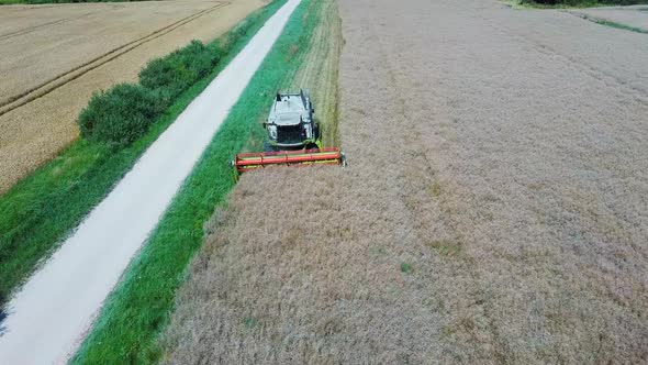 Harvester Threshing Rape With Ripe Rapeseed Beans on the Field. Flying Over Combine Harvester Thresh alt