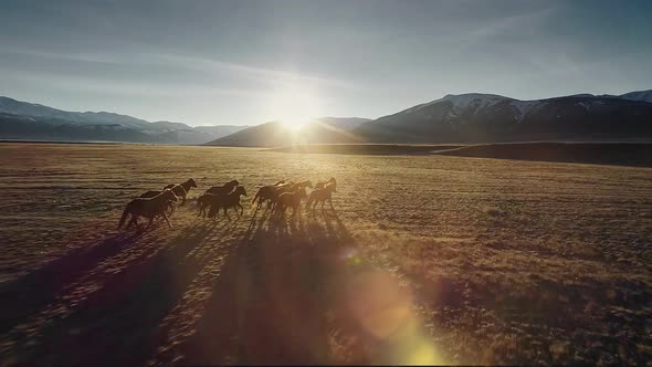 Horses Running Free in Meadow with Snow Capped Mountain Backdrop alt