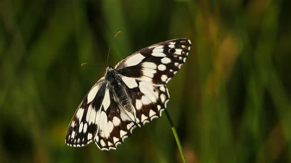 the western marbled white, Melanargia occitanica, Camargue, France alt