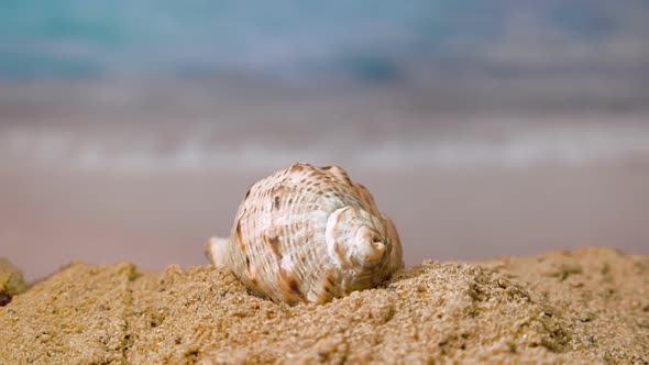 Spiral Shell On The Beach On A Sunny Day On A Background Of Ocean Waves. Closeup 3