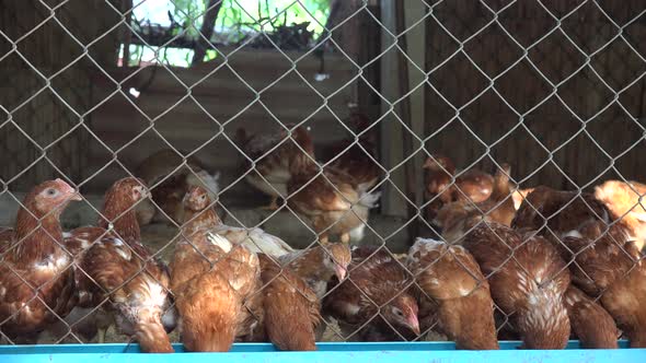 Chicken eating in a coop.