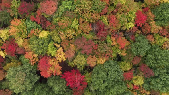 Aerial Top Down Drone Flight Above Colorful Dense Forest Bright Fall Foliage alt