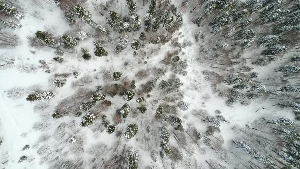 Beautiful Snowy Winter Forest Aerial Drone Shooting alt