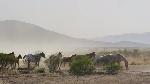 Appaloosa Horses Trotting in the Desert
