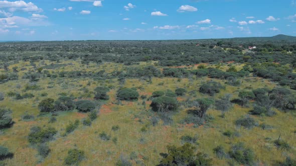 Arial drone footage of African tree landscape