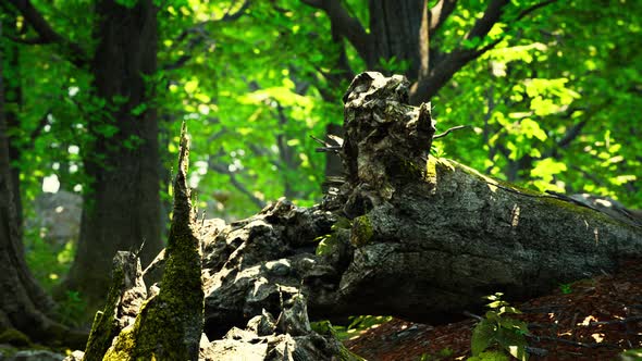 Beautiful Bright Green Moss Grown Up Cover the Rough Stones alt