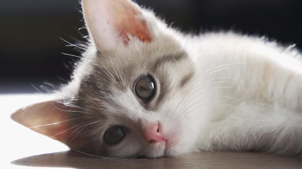 Closeup of a Beautiful Muzzle of a Kitten Lying on the Floor