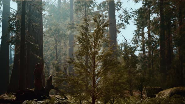 Tall Forest of Sequoias in Yosemite National Park alt