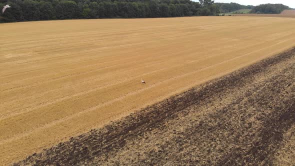 Aerial drone view of white storks feeding on plowed by tractor agricultural field. alt