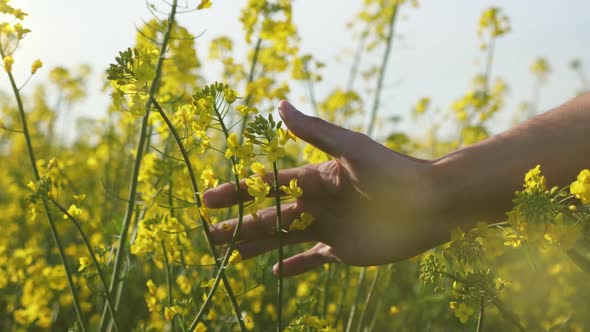 Man`s Hand Moving and Touching the Yellow Flowers of Rapeseed