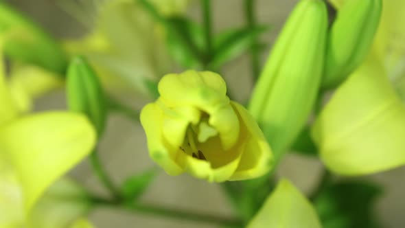 Yellow Lily Flower Blooming, Opening Its Blossom. Epic Time Lapse. Wonderful Nature. Futuristic