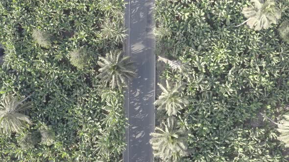 Aerial view coconut and sugar canne plantation in Santiago - Cape verde - Cabo verde