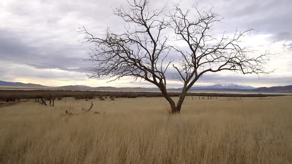 Walking through grassy field moving past single tree on cloudy day alt