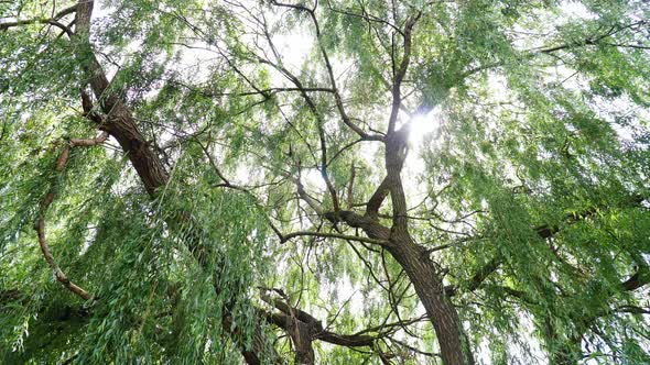 Tops Of The Trees In The Forest 2 alt