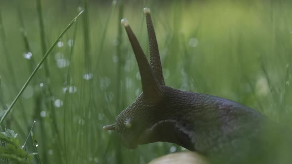 Closeup of Grape Snail in Grass alt