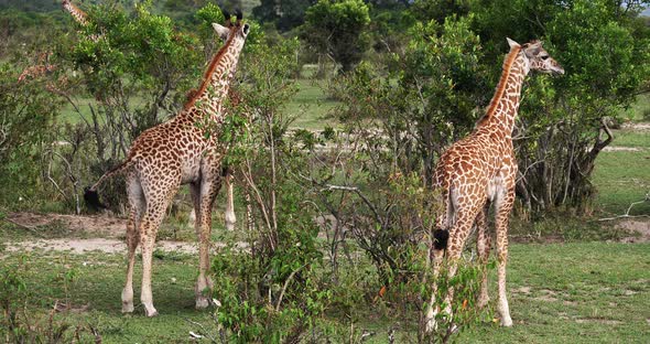 Masai Giraffe, giraffa camelopardalis tippelskirchi, Group standing in Savanna alt