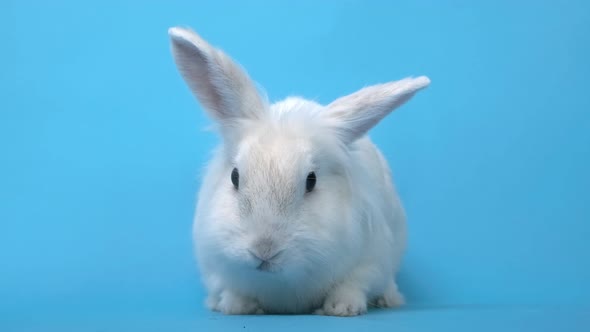 White Fluffy Rabbit Chews Grass on a Blue Background