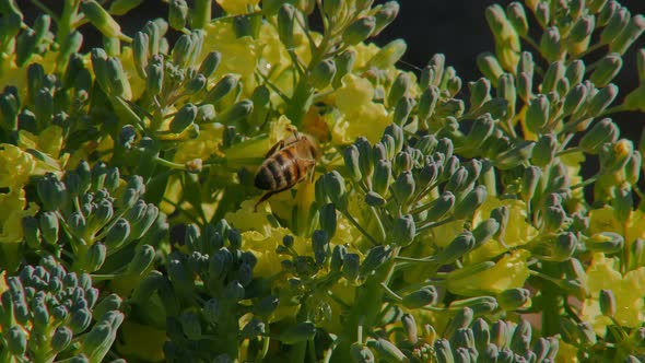 Small Honeybee on Yellow Flowers Macro Shot in Garden Nature of Meadow