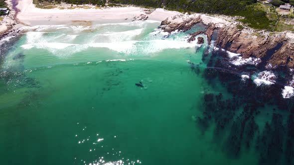 Whales very close to beach in clear shallow waters, overhead drone alt