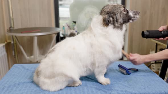 Groomer combing a dog with a slicker brush. working vacuum cleaner alt