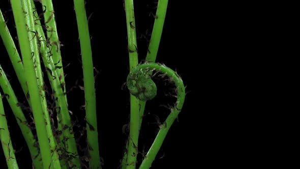 Time-lapse of growing baby fern plants alt