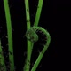 Time-lapse of growing baby fern plants - VideoHive Item for Sale